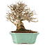 Ligustrum, 16,5 cm, ± 20 Jahre alt