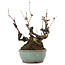 Akebia quinata, 21,5 cm, ± 25 ans