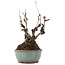 Akebia quinata, 21,5 cm, ± 25 ans