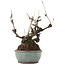 Akebia quinata, 21,5 cm, ± 25 ans