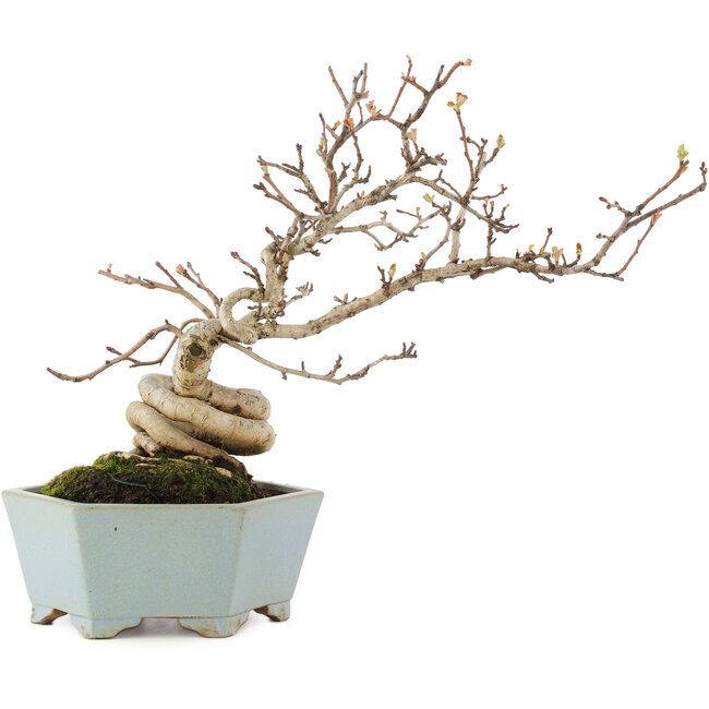 Pourthiaea villosa, 26 cm, ± 15 ans