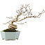 Pourthiaea villosa, 26 cm, ± 15 ans