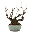 Akebia quinata, 21,5 cm, ± 25 ans