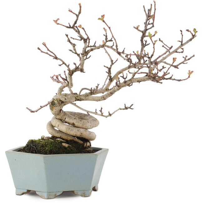 Pourthiaea villosa, 26 cm, ± 15 anni