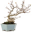 Pourthiaea villosa, 26 cm, ± 15 ans