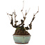 Akebia quinata, 21,5 cm, ± 25 ans