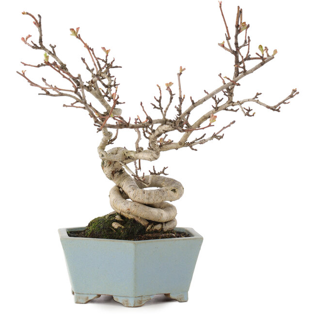 Pourthiaea villosa, 26 cm, ± 15 anni