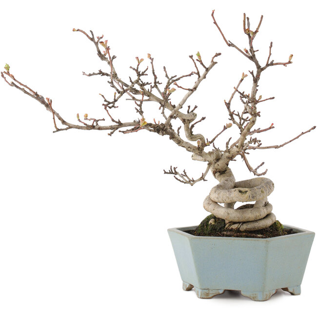 Pourthiaea villosa, 26 cm, ± 15 jaar oud