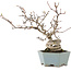 Pourthiaea villosa, 26 cm, ± 15 ans