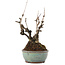 Akebia quinata, 21,5 cm, ± 25 ans