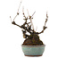 Akebia quinata, 21,5 cm, ± 25 ans