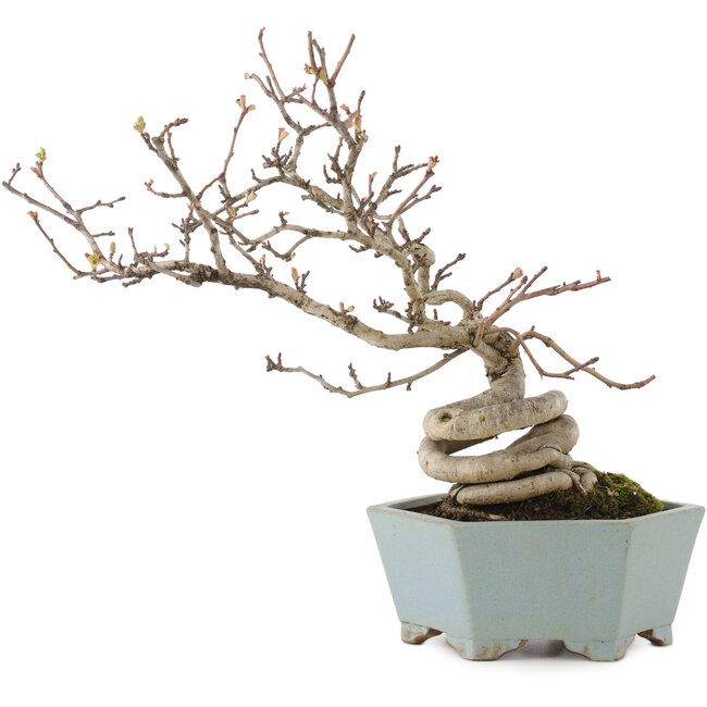 Pourthiaea villosa, 26 cm, ± 15 años