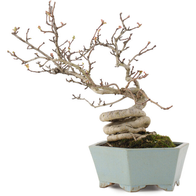 Pourthiaea villosa, 26 cm, ± 15 Jahre alt