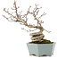 Pourthiaea villosa, 26 cm, ± 15 ans