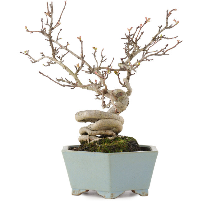 Pourthiaea villosa, 26 cm, ± 15 años