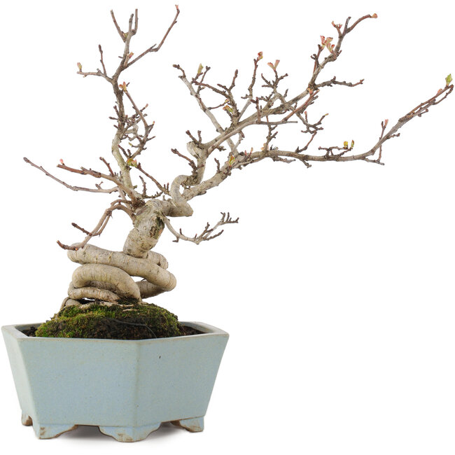 Pourthiaea villosa, 26 cm, ± 15 años