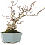 Pourthiaea villosa, 26 cm, ± 15 ans