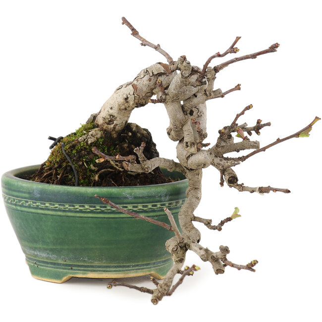 Pourthiaea villosa, 13 cm, ± 15 Jahre alt