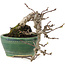 Pourthiaea villosa, 13 cm, ± 15 ans