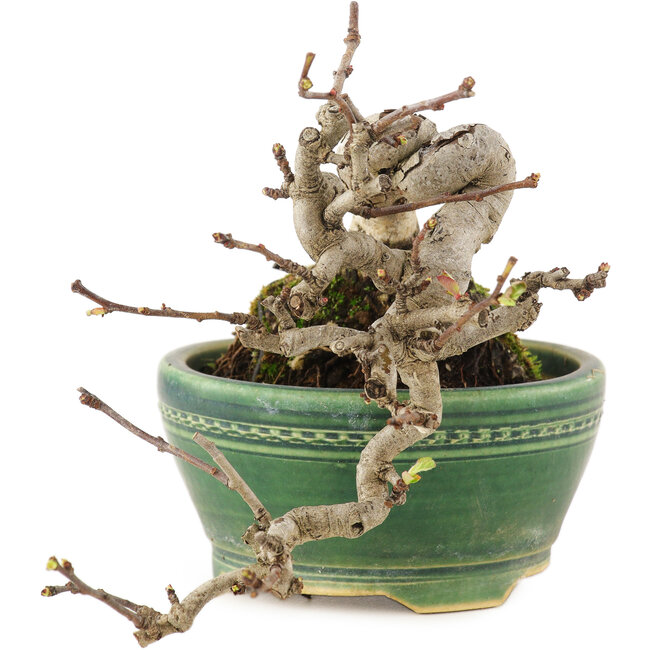 Pourthiaea villosa, 13 cm, ± 15 Jahre alt