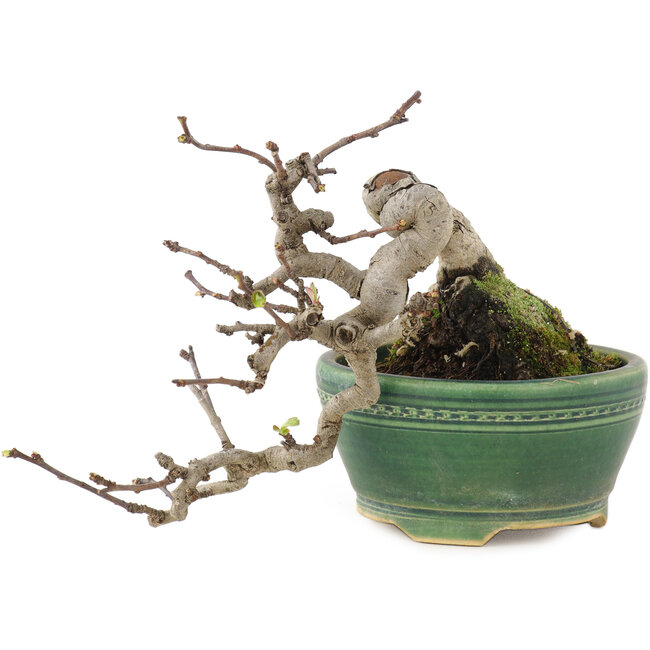 Pourthiaea villosa, 13 cm, ± 15 Jahre alt