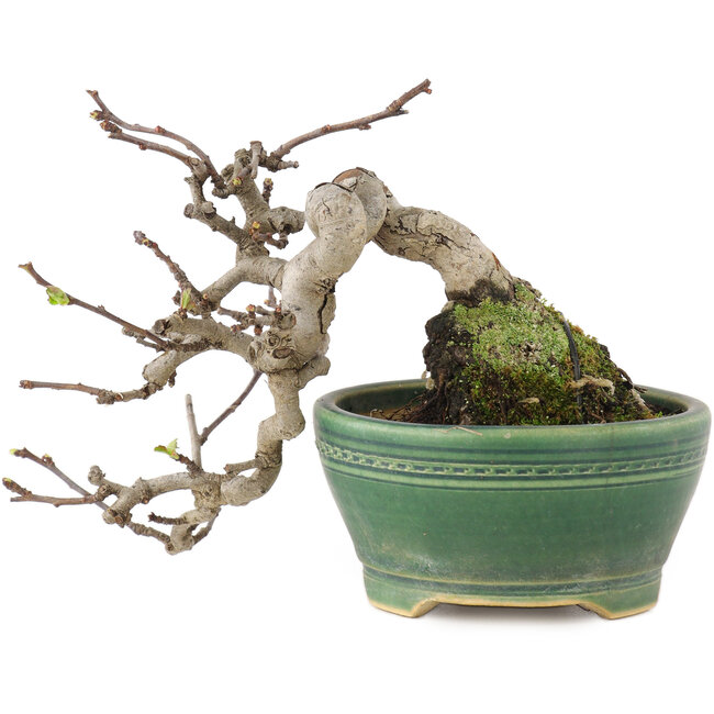 Pourthiaea villosa, 13 cm, ± 15 Jahre alt