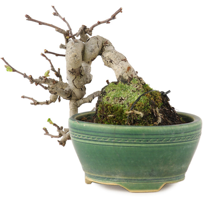 Pourthiaea villosa, 13 cm, ± 15 Jahre alt