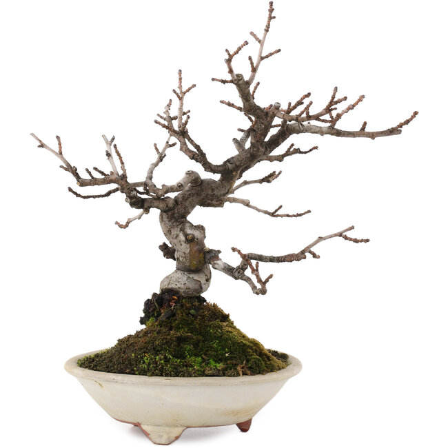 Pseudocydonia sinensis, 22 cm, ± 15 ans, en pot avec une fissure