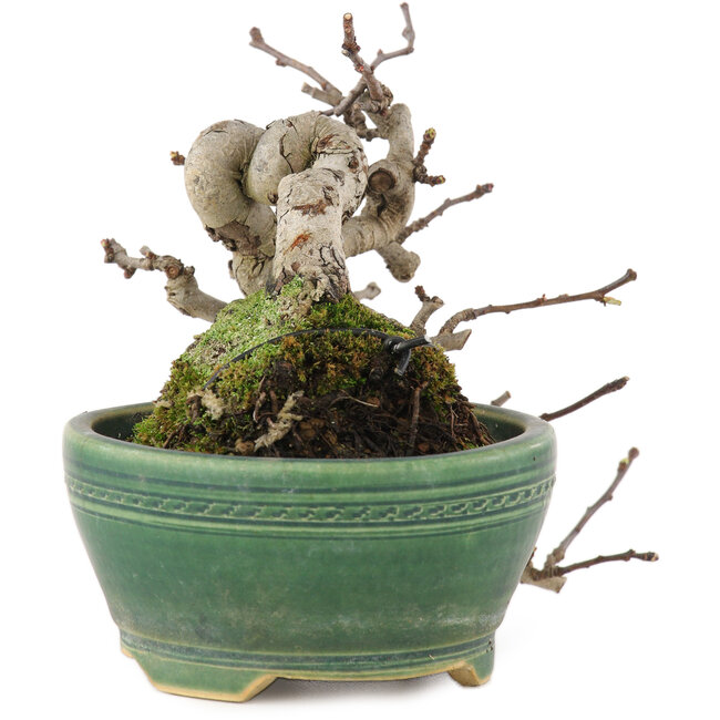 Pourthiaea villosa, 13 cm, ± 15 Jahre alt