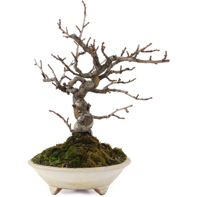 Pseudocydonia sinensis, 22 cm, ± 15 años, en maceta con grieta