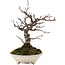 Pseudocydonia sinensis, 22 cm, ± 15 ans, en pot avec une fissure