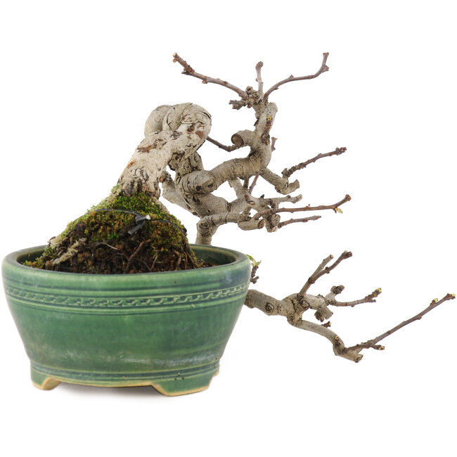 Pourthiaea villosa, 13 cm, ± 15 años