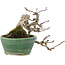 Pourthiaea villosa, 13 cm, ± 15 ans