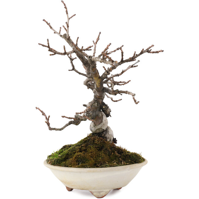 Pseudocydonia sinensis, 22 cm, ± 15 jaar oud, in pot met barst