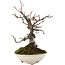 Pseudocydonia sinensis, 22 cm, ± 15 ans, en pot avec une fissure