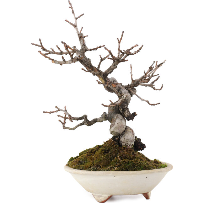 Pseudocydonia sinensis, 22 cm, ± 15 jaar oud, in pot met barst