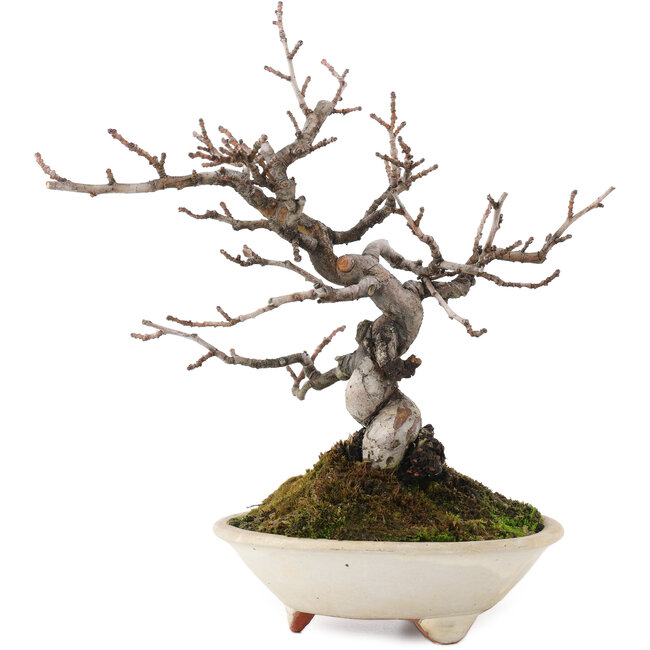 Pseudocydonia sinensis, 22 cm, ± 15 jaar oud, in pot met barst