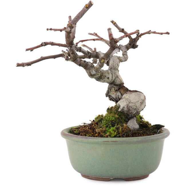 Pseudocydonia sinensis, 11,5 cm, ± 15 anni