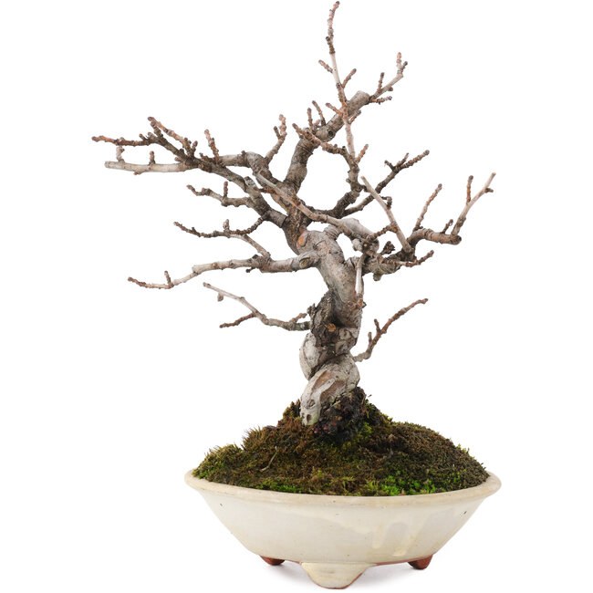 Pseudocydonia sinensis, 22 cm, ± 15 jaar oud, in pot met barst