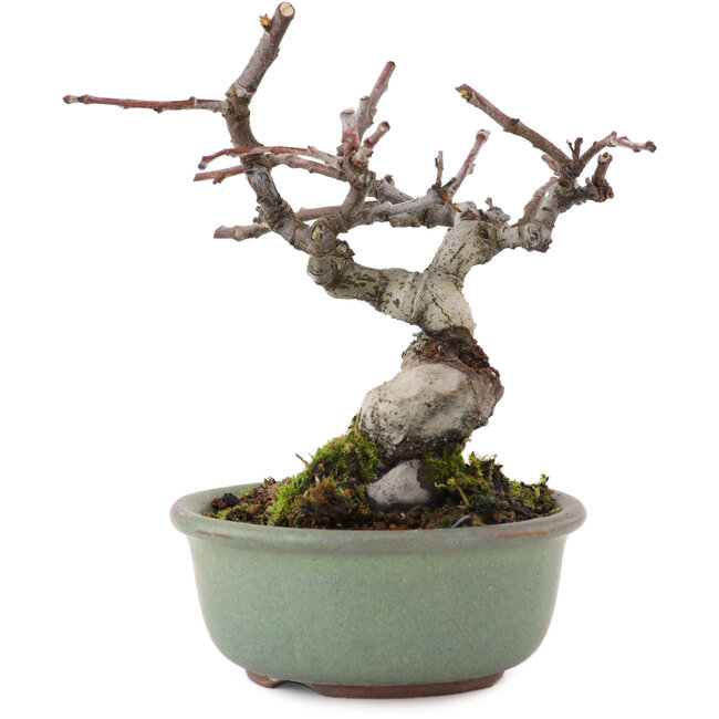 Pseudocydonia sinensis, 11,5 cm, ± 15 jaar oud