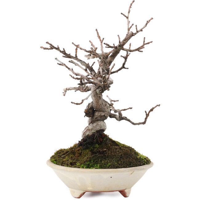 Pseudocydonia sinensis, 22 cm, ± 15 ans, en pot avec une fissure