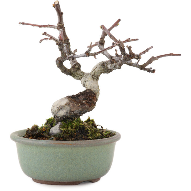 Pseudocydonia sinensis, 11,5 cm, ± 15 jaar oud