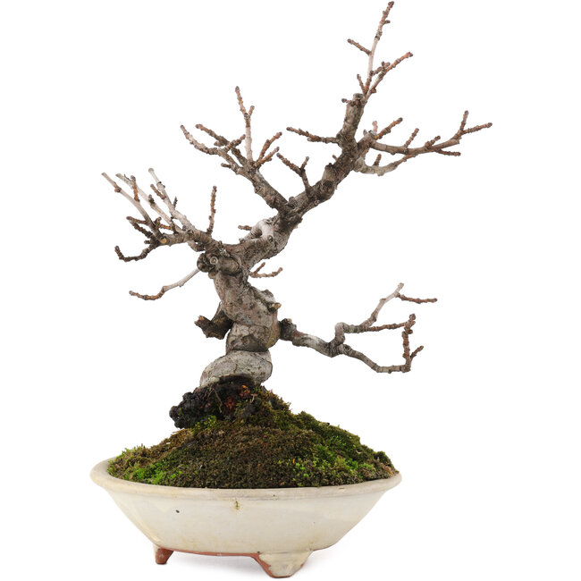 Pseudocydonia sinensis, 22 cm, ± 15 años, en maceta con grieta