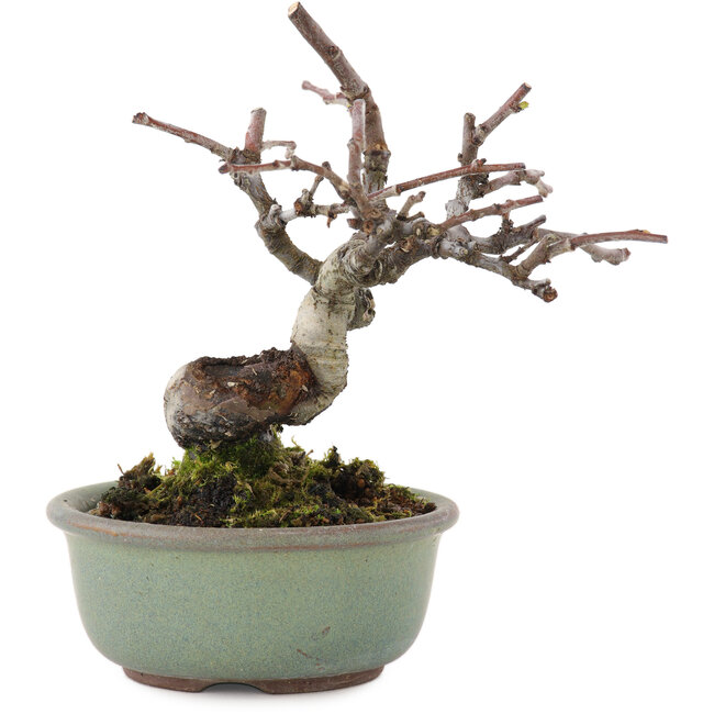 Pseudocydonia sinensis, 11,5 cm, ± 15 anni