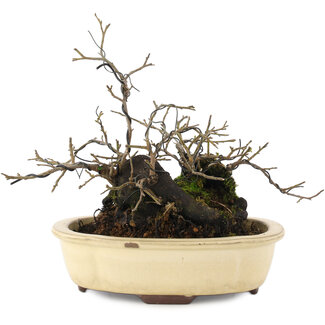 Diospyros kaki, 19 cm, ± 20 anni