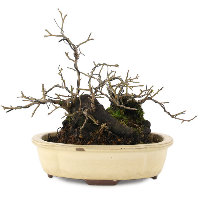 Diospyros kaki, 19 cm, ± 20 anni