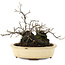 Diospyros kaki, 19 cm, ± 20 years old