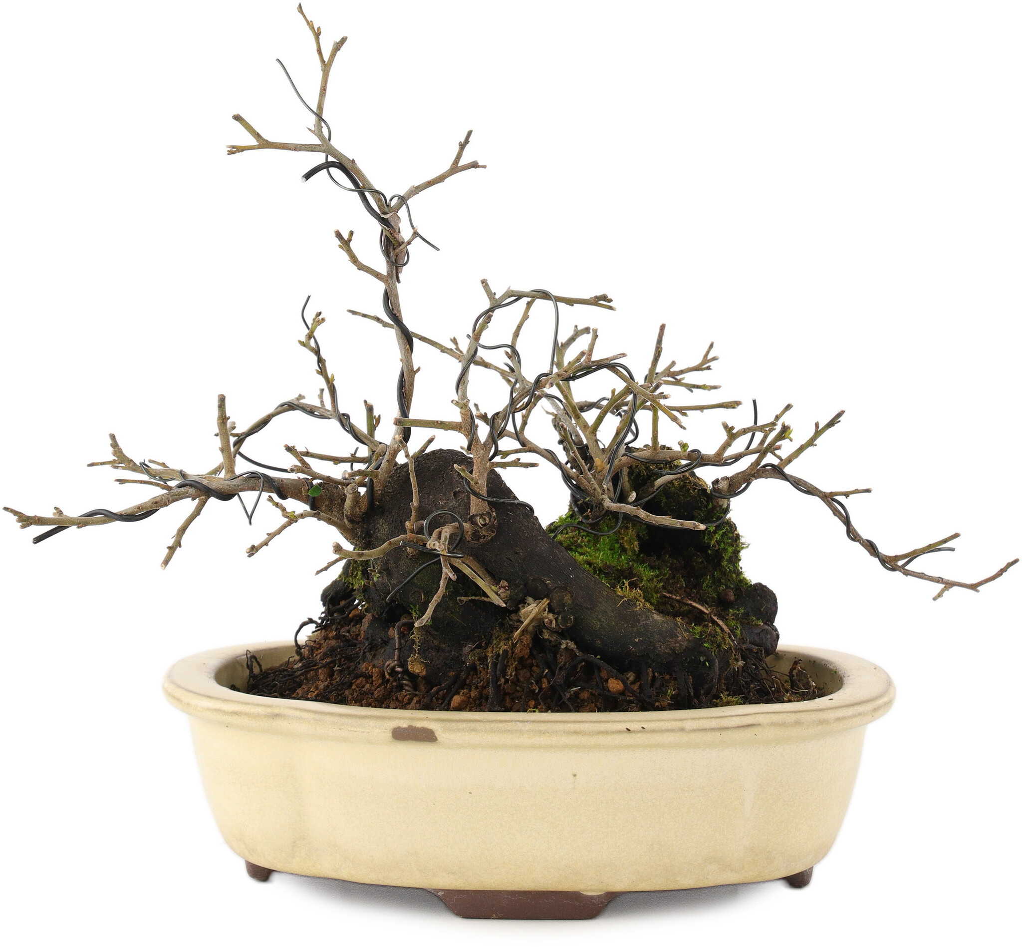 Diospyros kaki, 19 cm,  20 years old - Bonsai Plaza