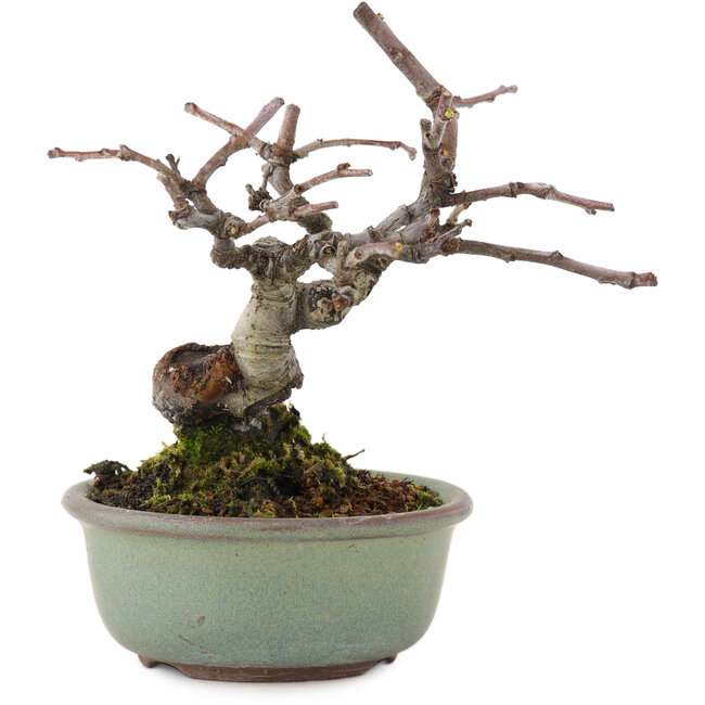 Pseudocydonia sinensis, 11,5 cm, ± 15 Jahre alt