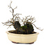 Diospyros kaki, 19 cm, ± 20 years old